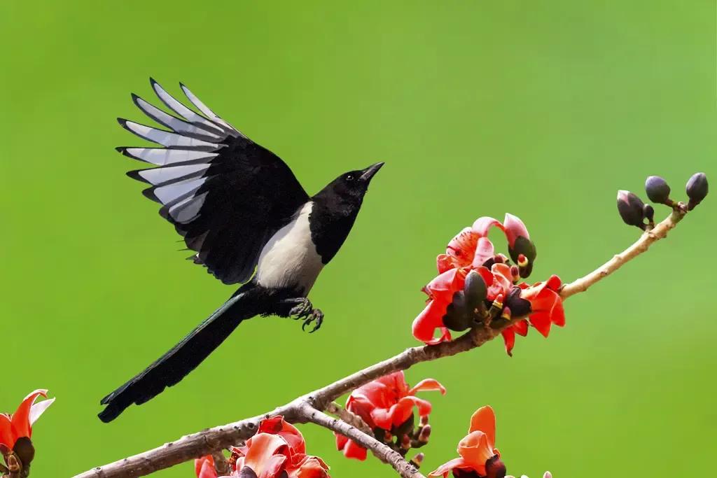 城市里喜鹊散文,喜鹊的美文