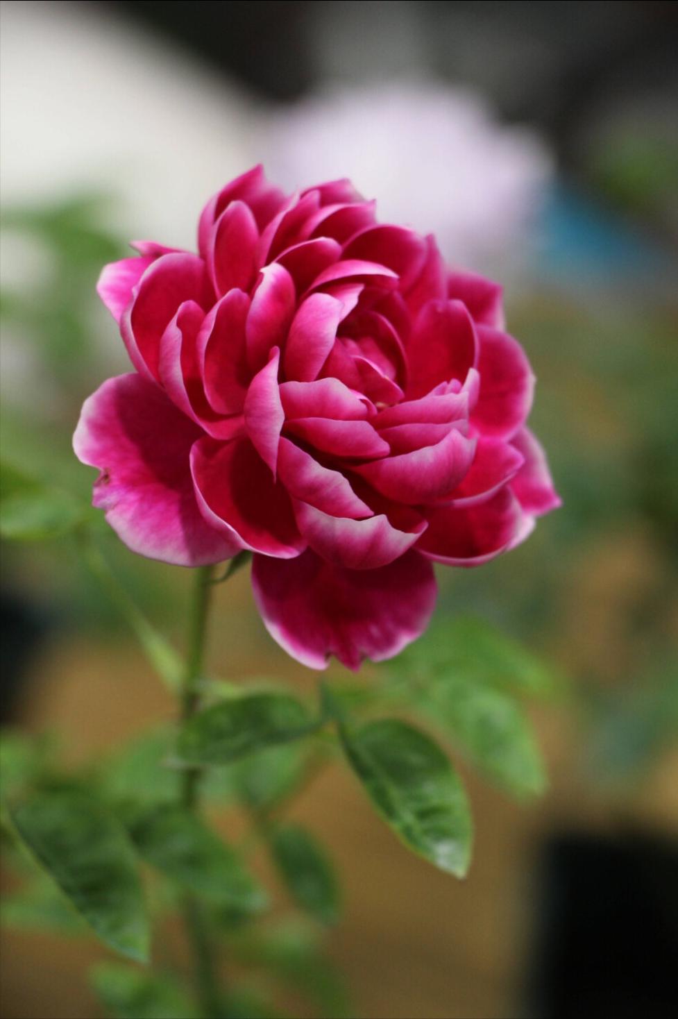 聪明又正派从不耍心机的星座,看似没有脾气实则最难哄的星座