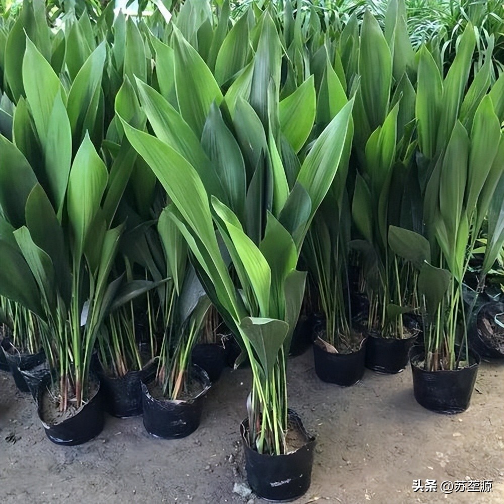 居家宜放什么绿植比较好,居家客厅适合摆放什么绿植