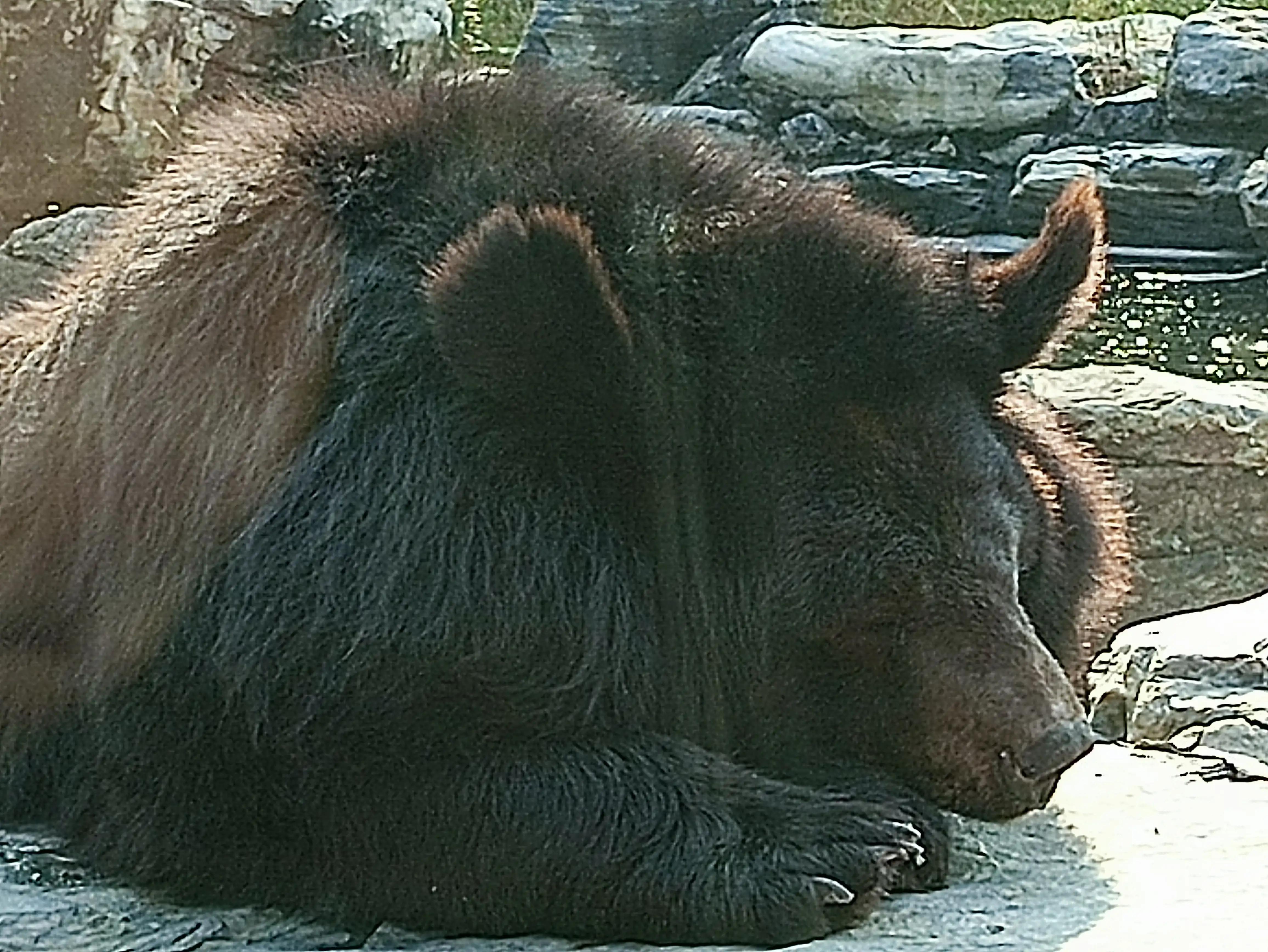 北京动物园和北京野生动物园区别,北京野生动物园狗妈妈和老虎狮子
