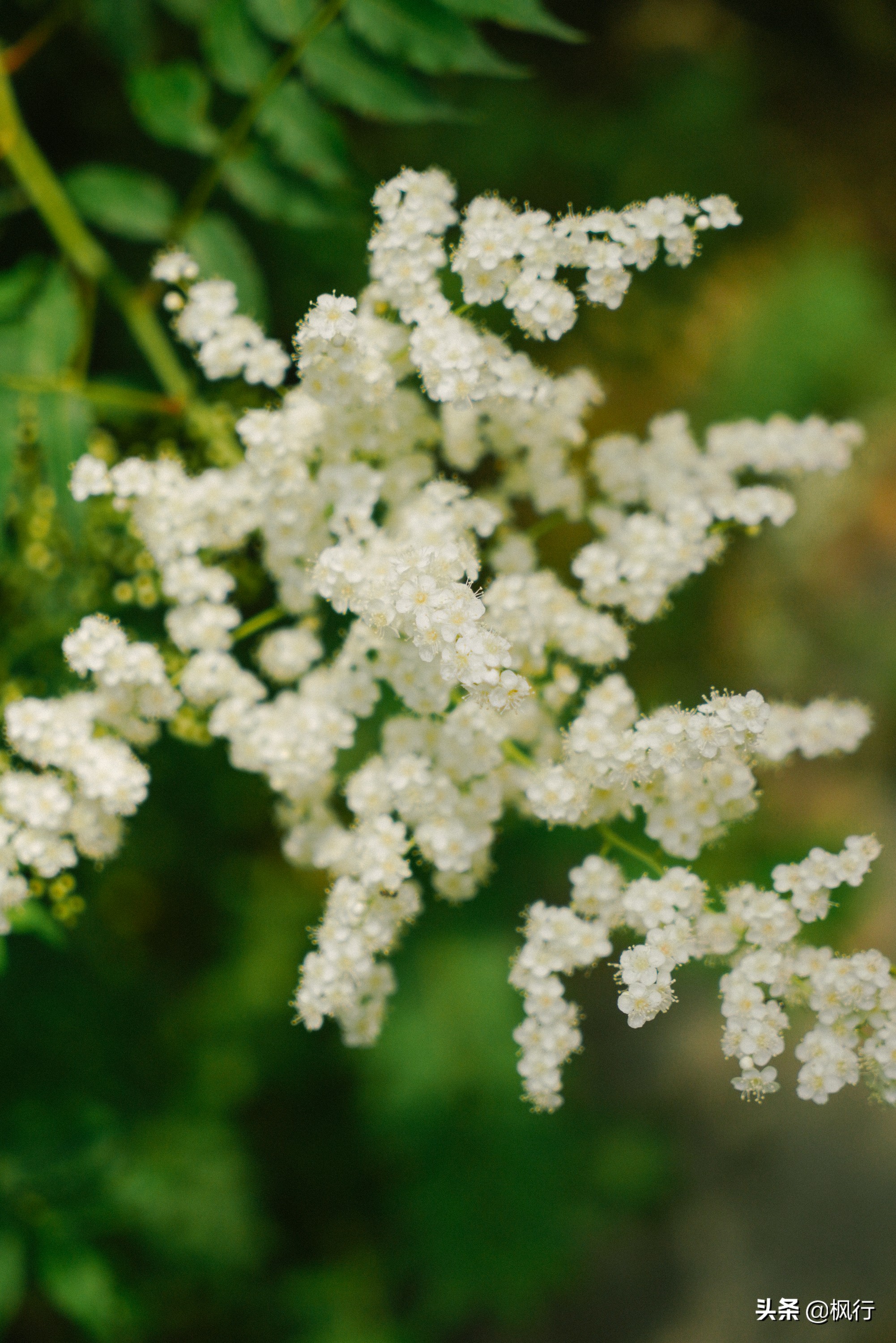 南海公园奈良小麋鹿,奈良小鹿公园麋鹿