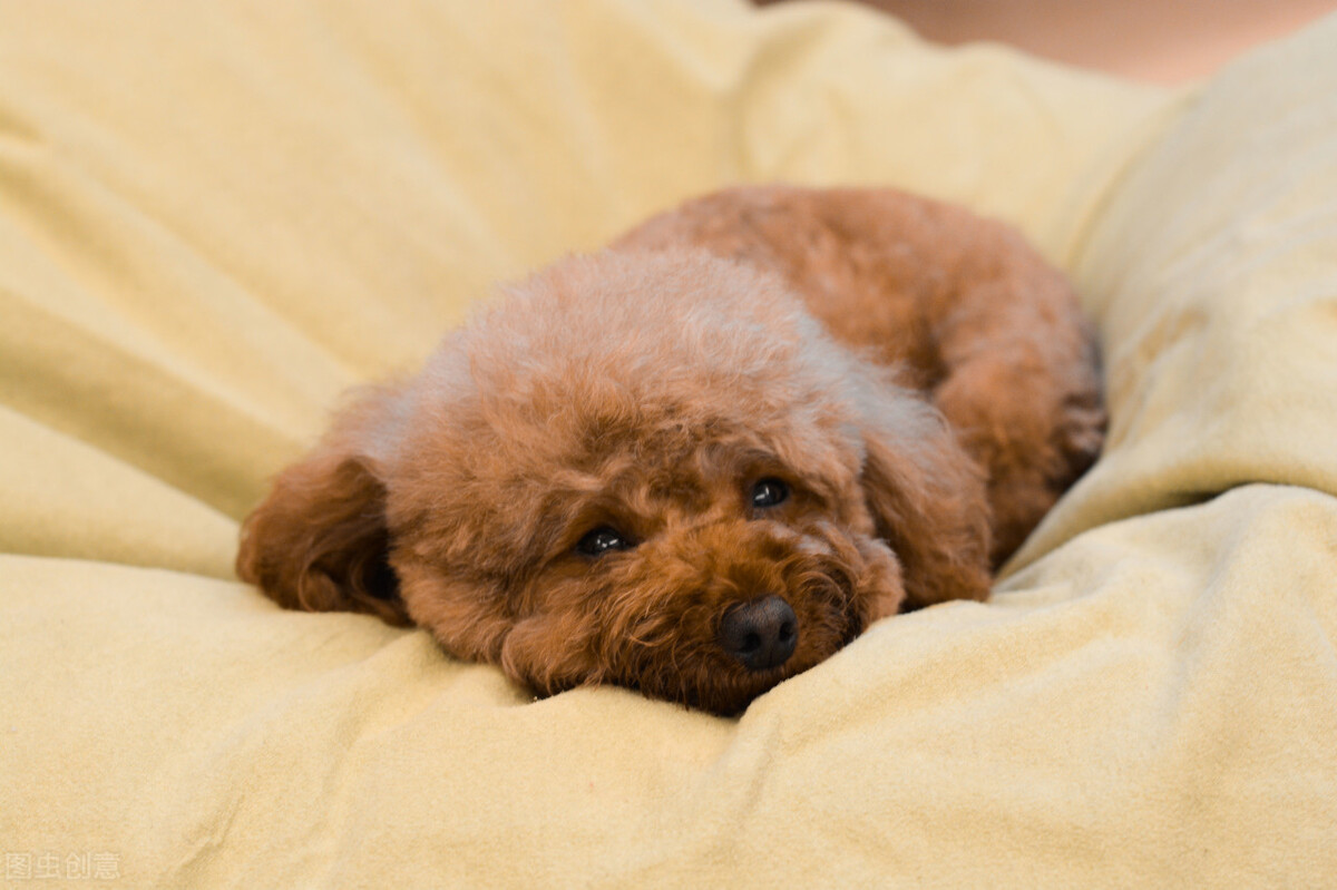 泰迪狗受凉拉稀是绿黑色,泰迪狗狗着凉拉稀呕吐