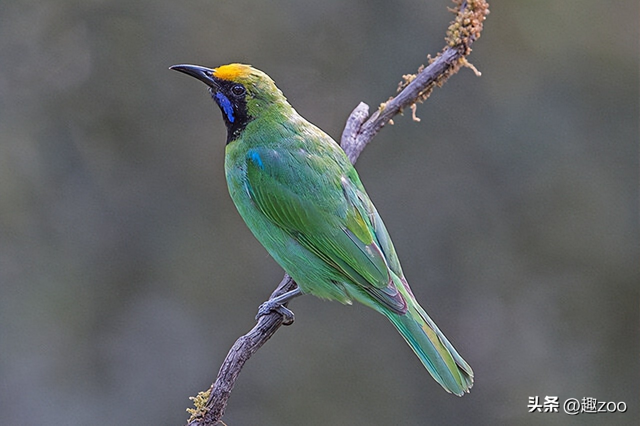 世界最珍稀七种鸟类,羽毛绿色的是什么鸟