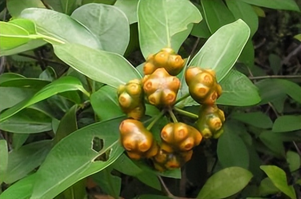 巴戟天千斤拔牛大力泡酒功效作用,千斤拔牛大力巴戟天杜仲泡酒功效