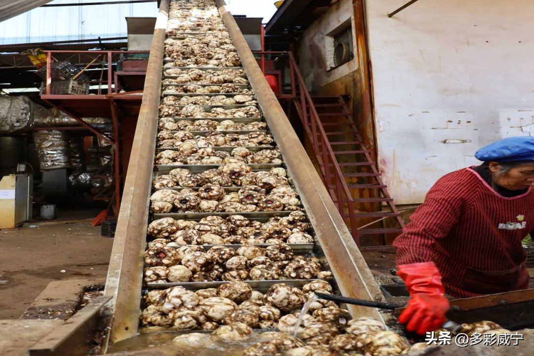 贵州威宁：哲觉小作坊变“大”工厂