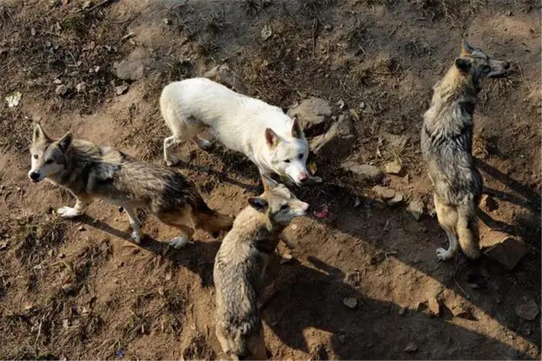 家中16只羊被3只狼咬死 (5只狼进村咬死村民的2只羊)