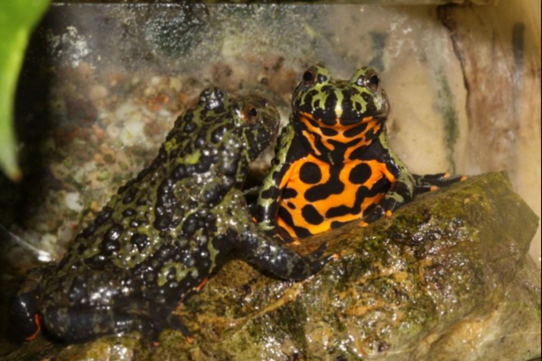 「原来欧洲有这么多种蛇？！」偷师卡塞尔的豢龙大师·下