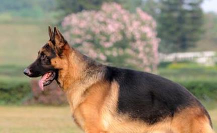 养马犬好还是养德国牧羊犬好,德国牧羊犬可以在城市养吗
