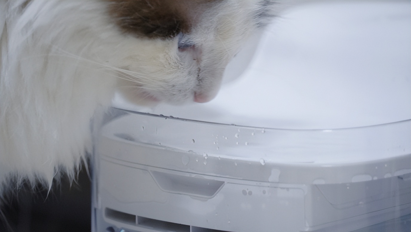 猫咪饮水机自动循环过滤测评,猫咪饮水机免过滤