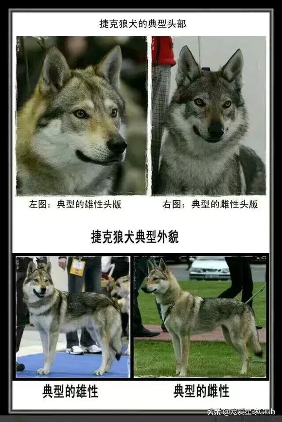 百科狼犬,真的捷克狼犬