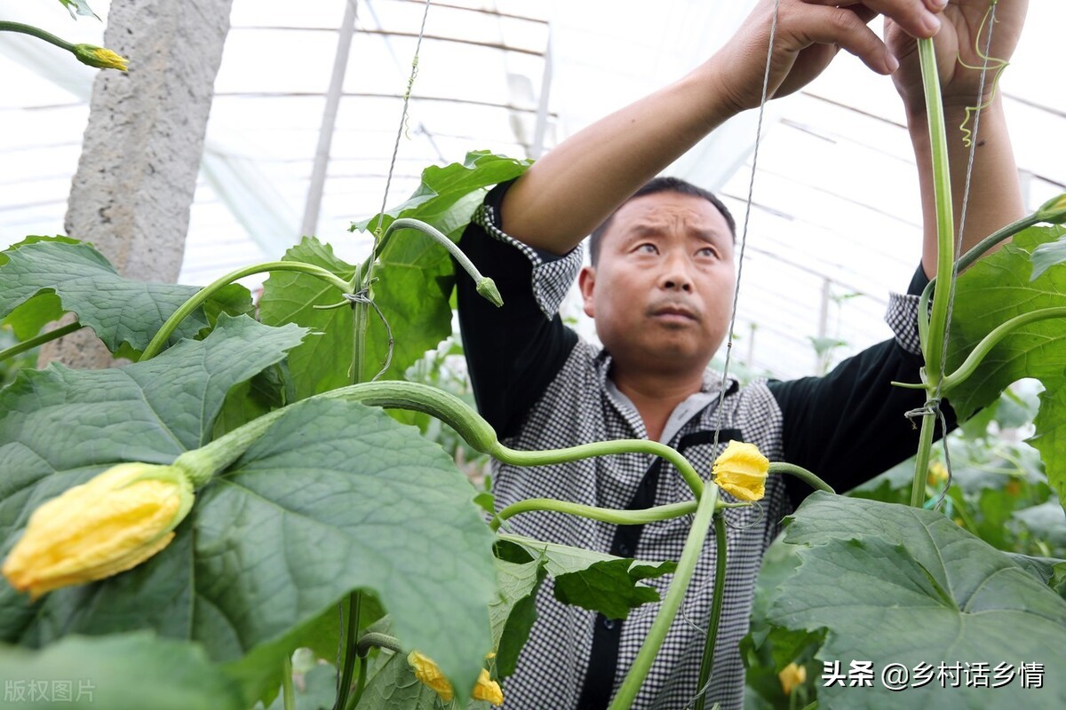 黄瓜南瓜丝瓜的花多半都不会结果,黄瓜瓜苗不结瓜怎么办