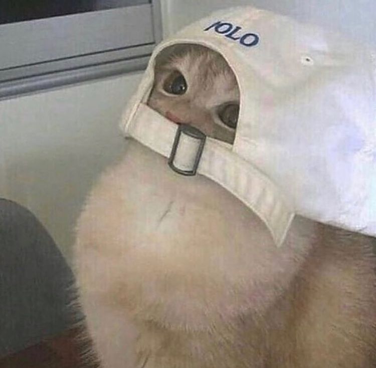 盘点那些奇怪的小猫咪搞笑的日常,盘点那些奇怪的小猫咪