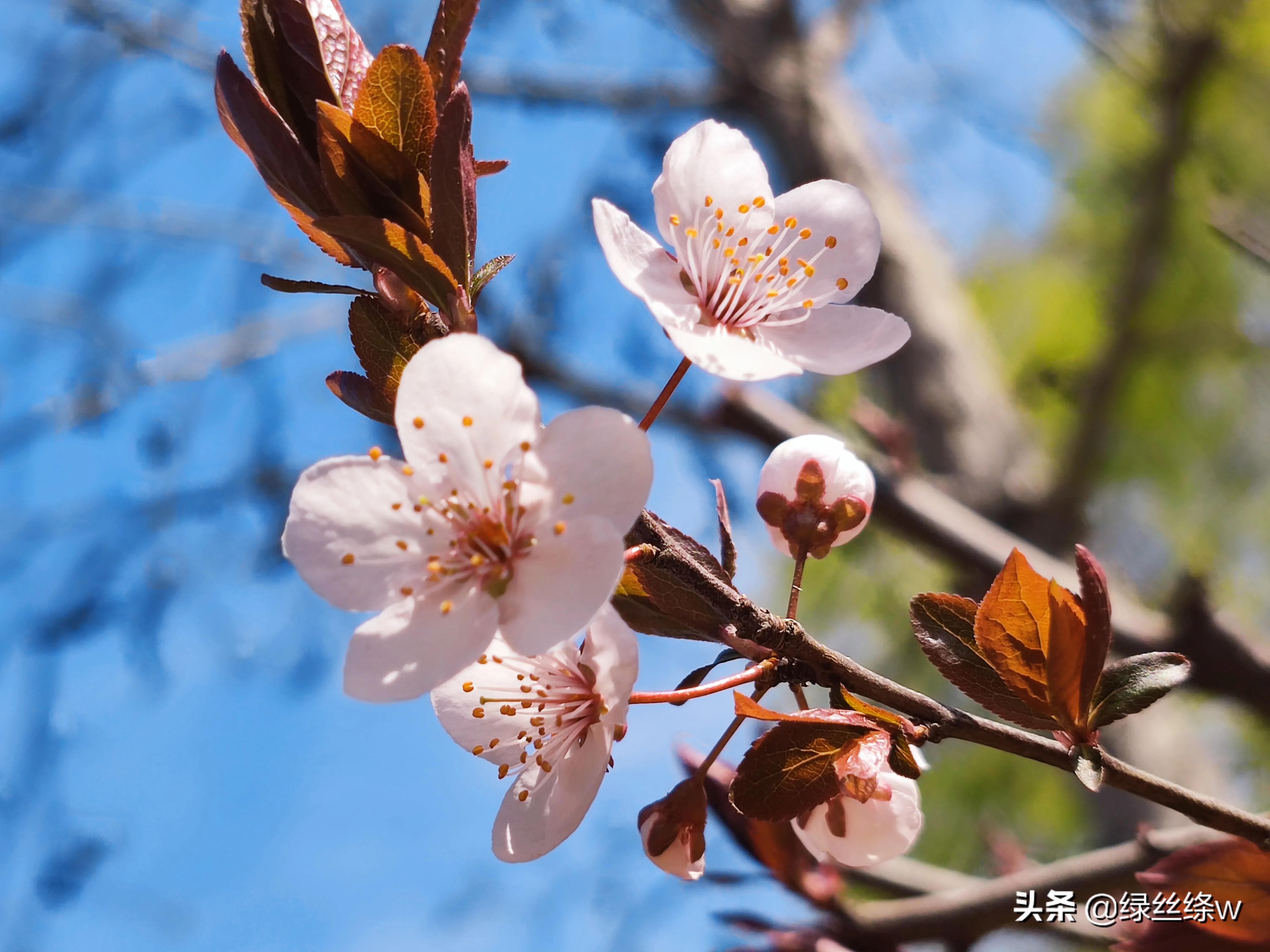 咏诗友原创诗词大全,春日赏花诗句大全