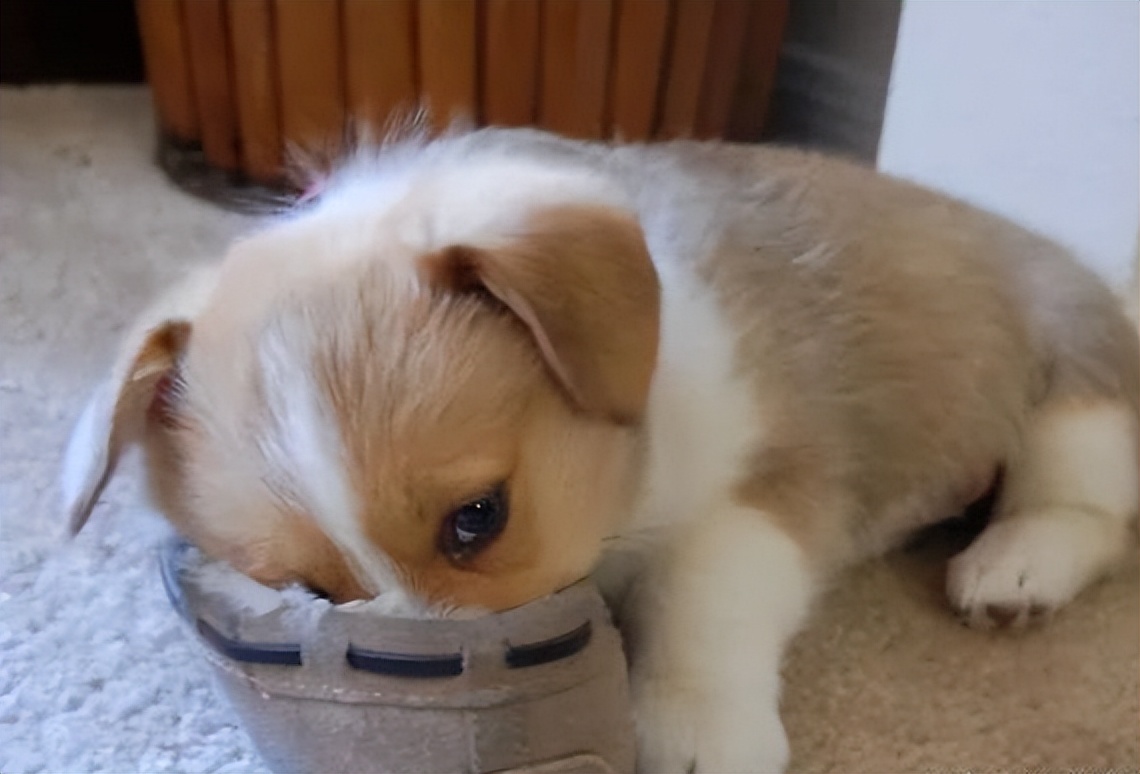 幼犬怎么喂养视频教程,幼犬到底该怎么养