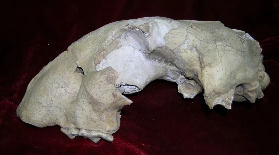 虎年的虎：我从哪里来，要到哪里去？