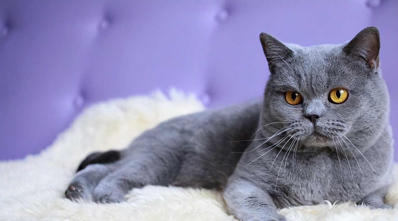 猫咪绝育记仇的表现,猫咪被绝育后有什么好处吗