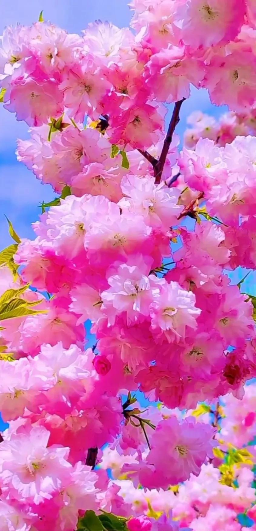 最新最美花儿高清图片,五颜六色的花儿真漂亮