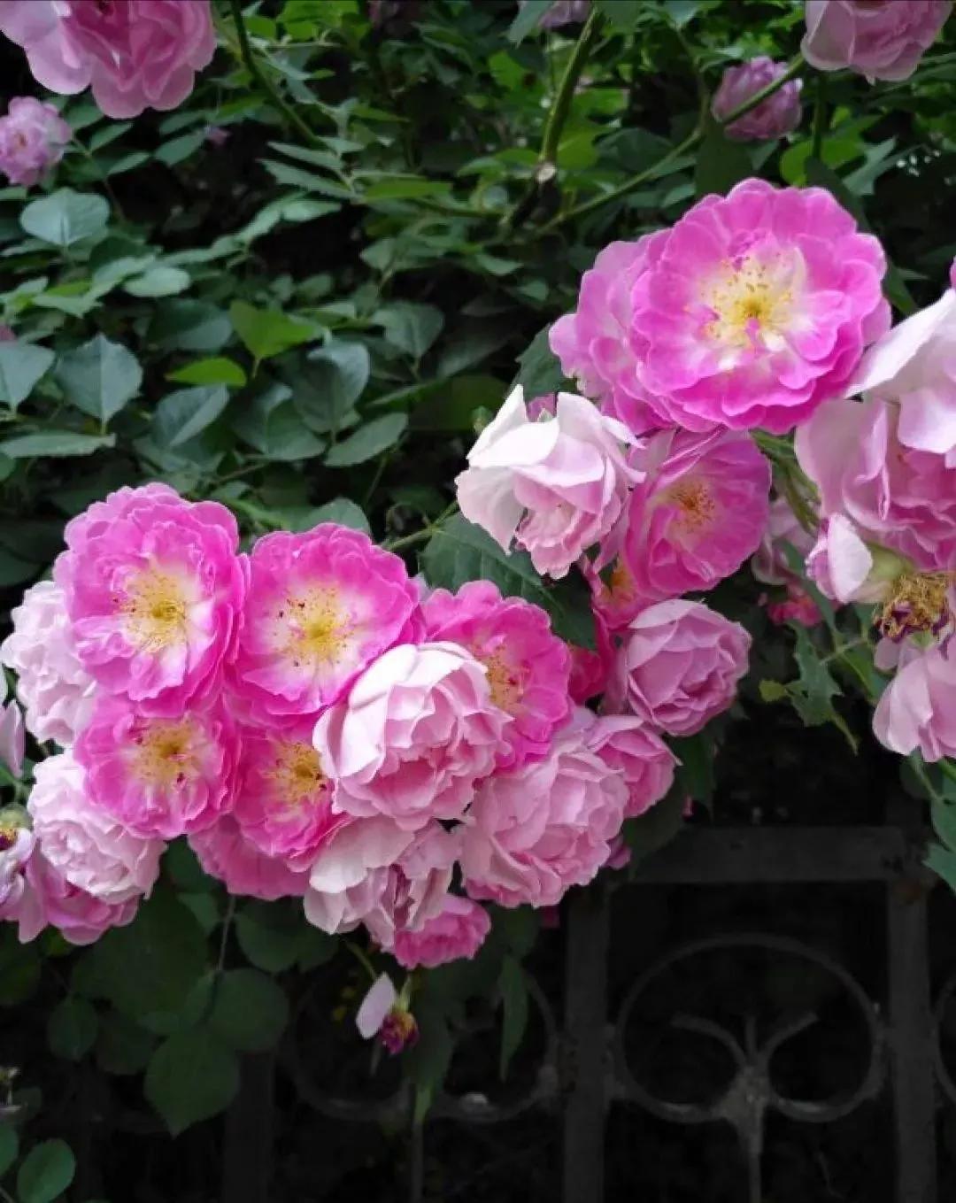 花草种类名称介绍,各种各样的花草名称大全