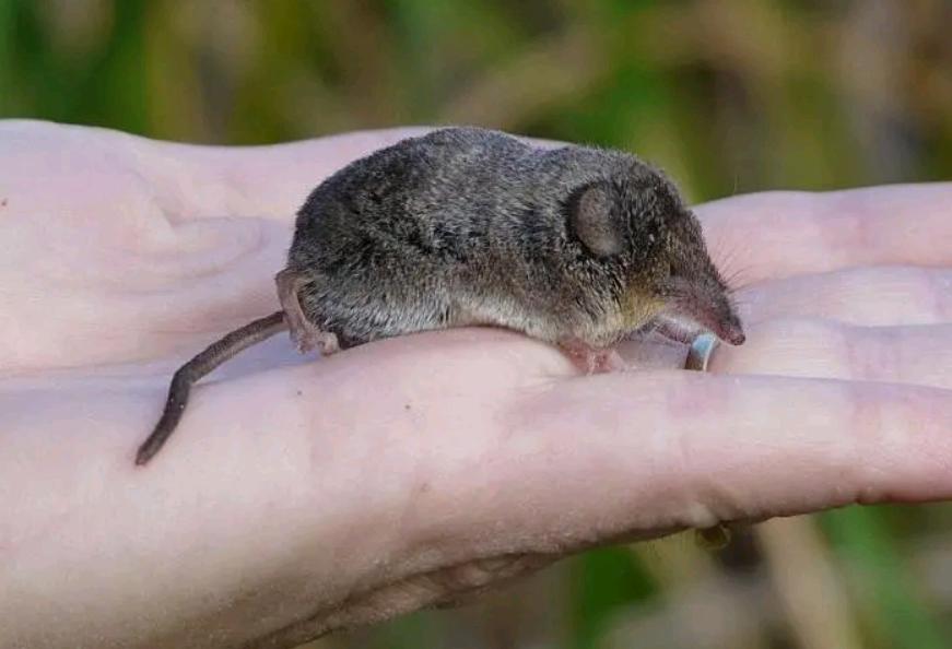 内蒙古出现“尖嘴鼠”，每分钟心脏能跳1200下，哺乳界的用毒高手