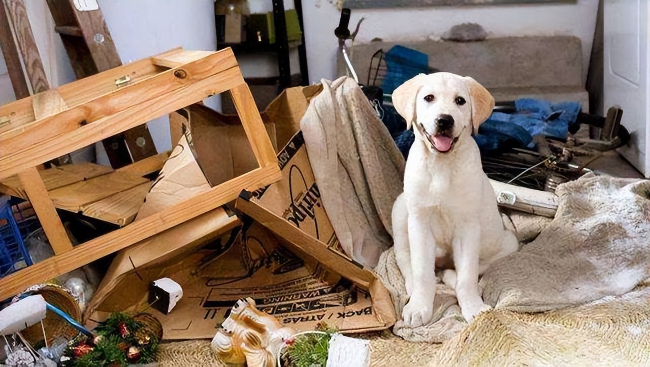 最大的拉布拉多犬,养一只拉布拉多犬真实感受