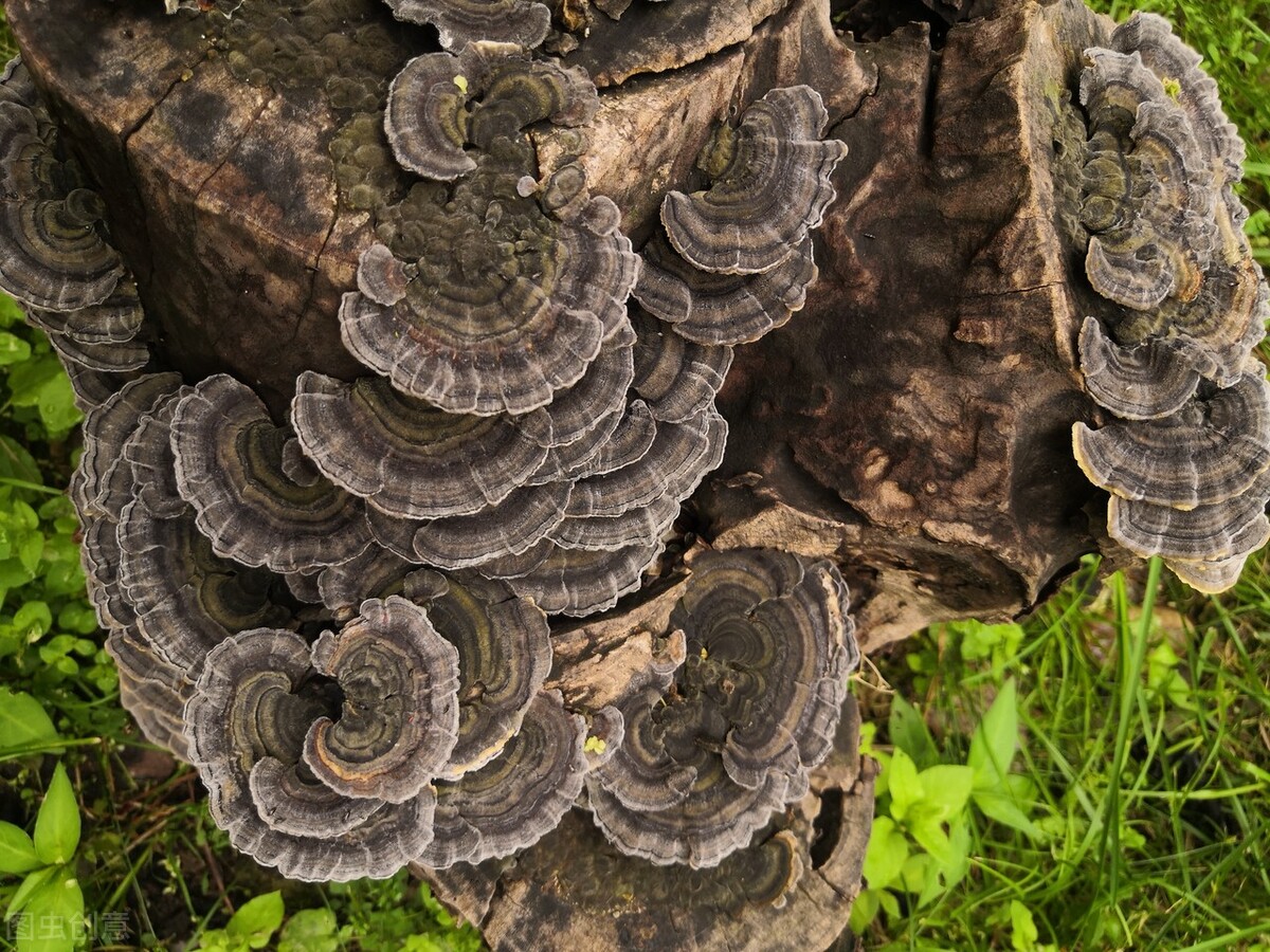 云南常见野生菌鸡屁儿菌,云南野生菌紫头菌