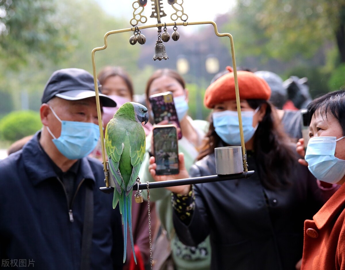 折衷鹦鹉应激反应,手养鹦鹉应激反应吃什么药