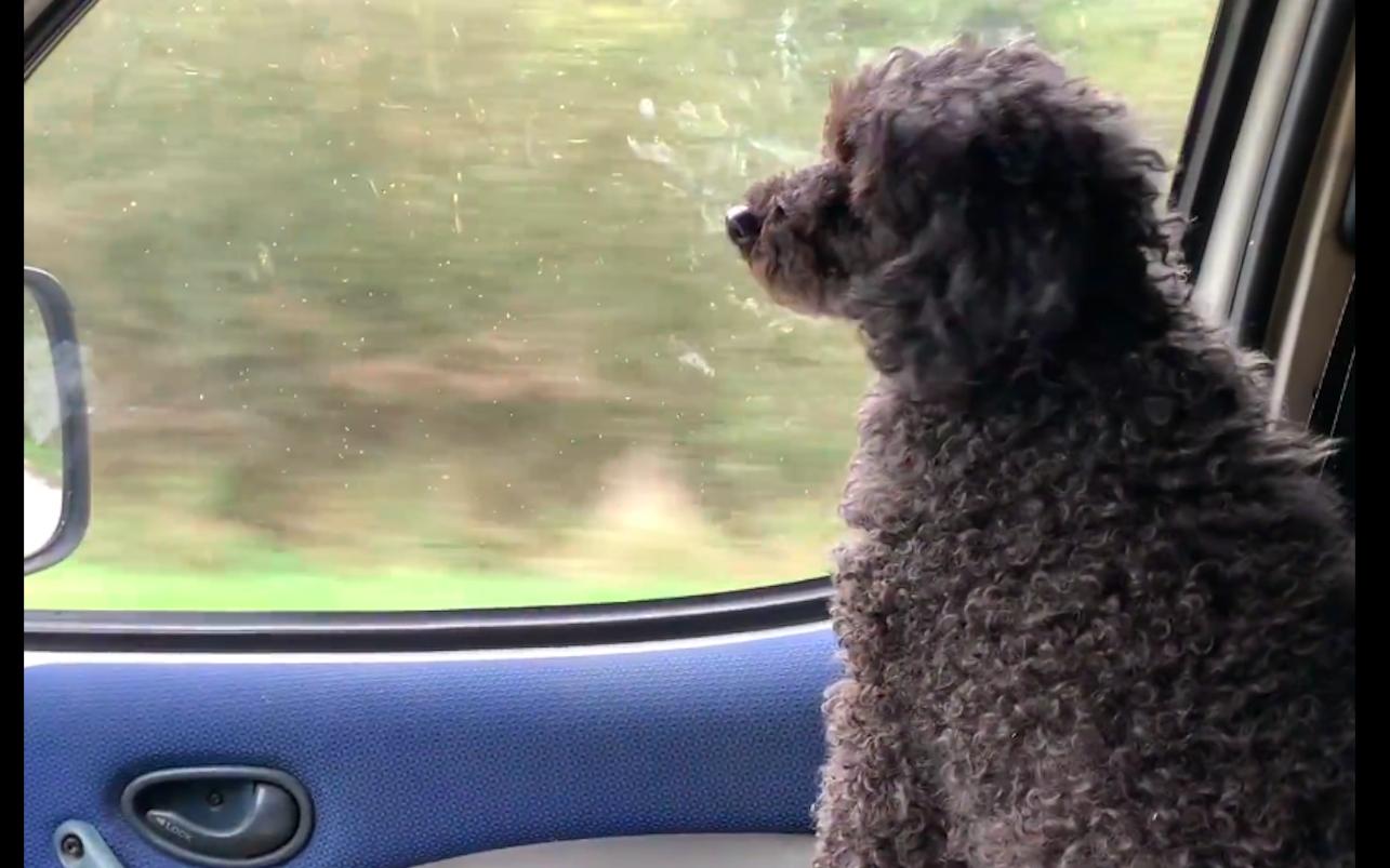 泰迪在路上求救,泰迪从车上掉下来追着主人