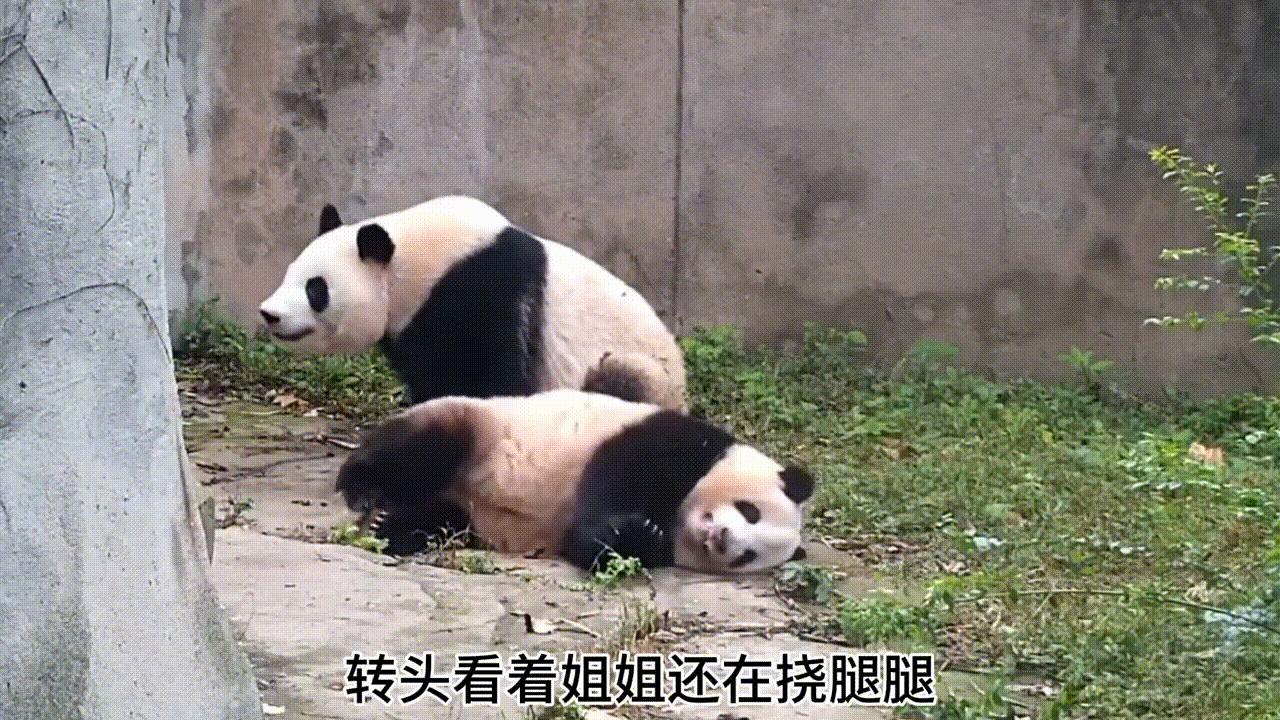 一个有着天使脚环一个有着天使翅膀花叶真的好乖好治愈