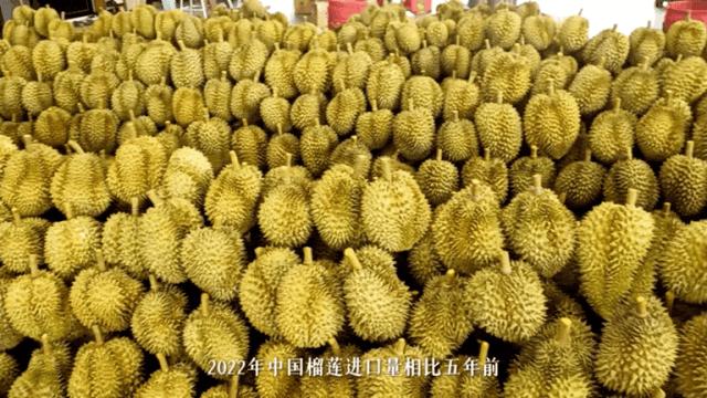 我国四大地理区域水果,中国什么地方热带水果多