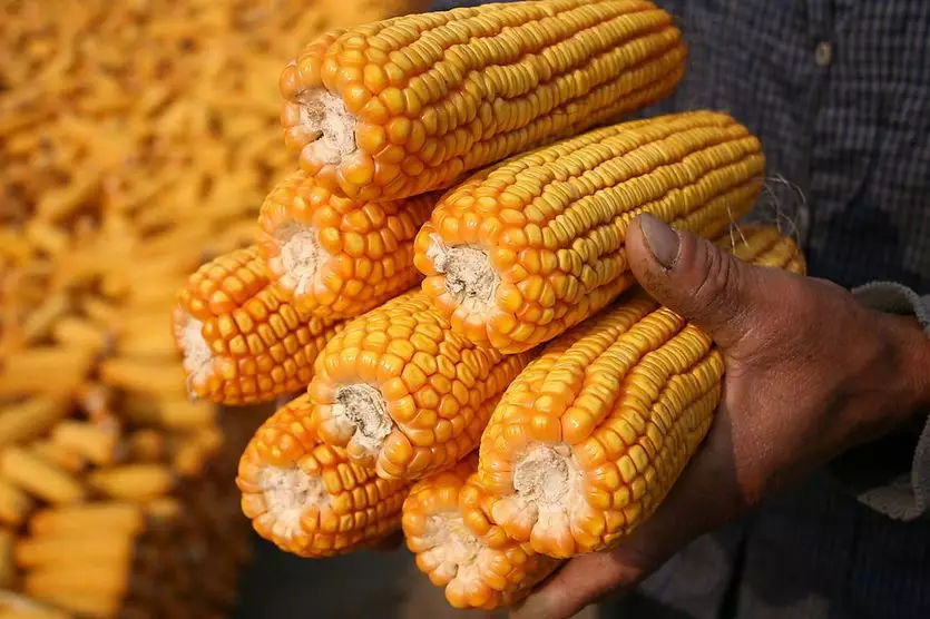 养猪四巨头今年养猪亏损情况,养猪三巨头一年亏了143亿