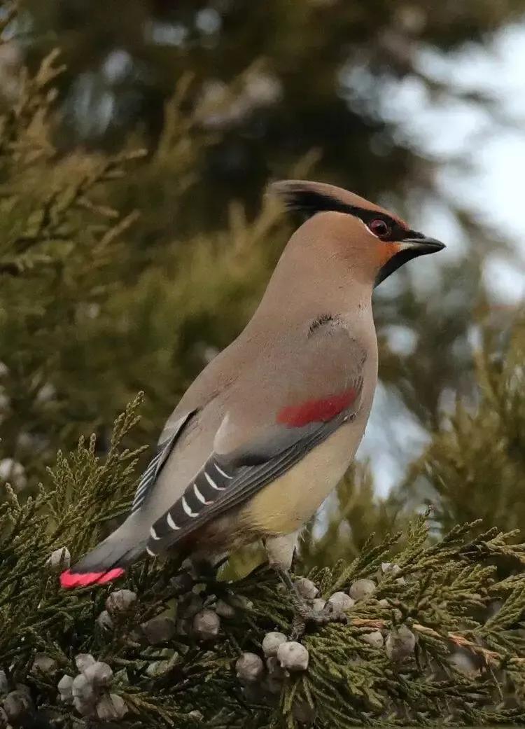 太平鸟图片素材,太平鸟图片大鸟