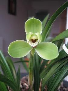 兰花宋梅的故事,宋梅故事