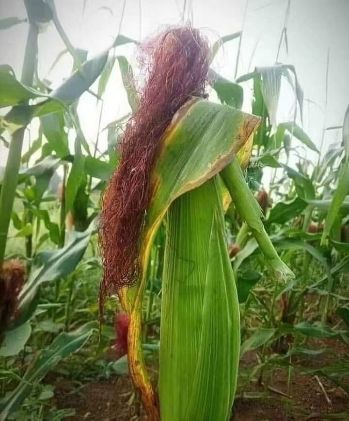 如何治懒病,治懒病的最佳方法