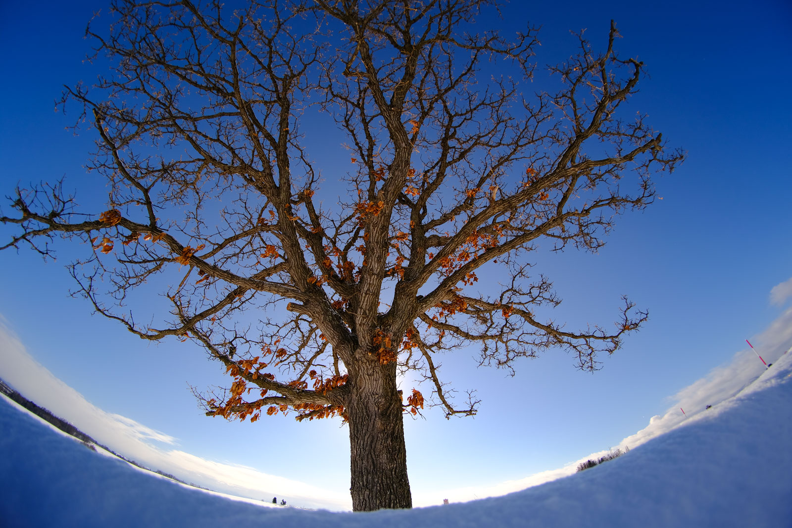图丽鱼眼镜头,图丽24-40镜头画质好不好