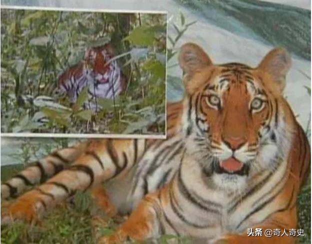 周正龙东北虎造假事件,周正龙养蜂致富