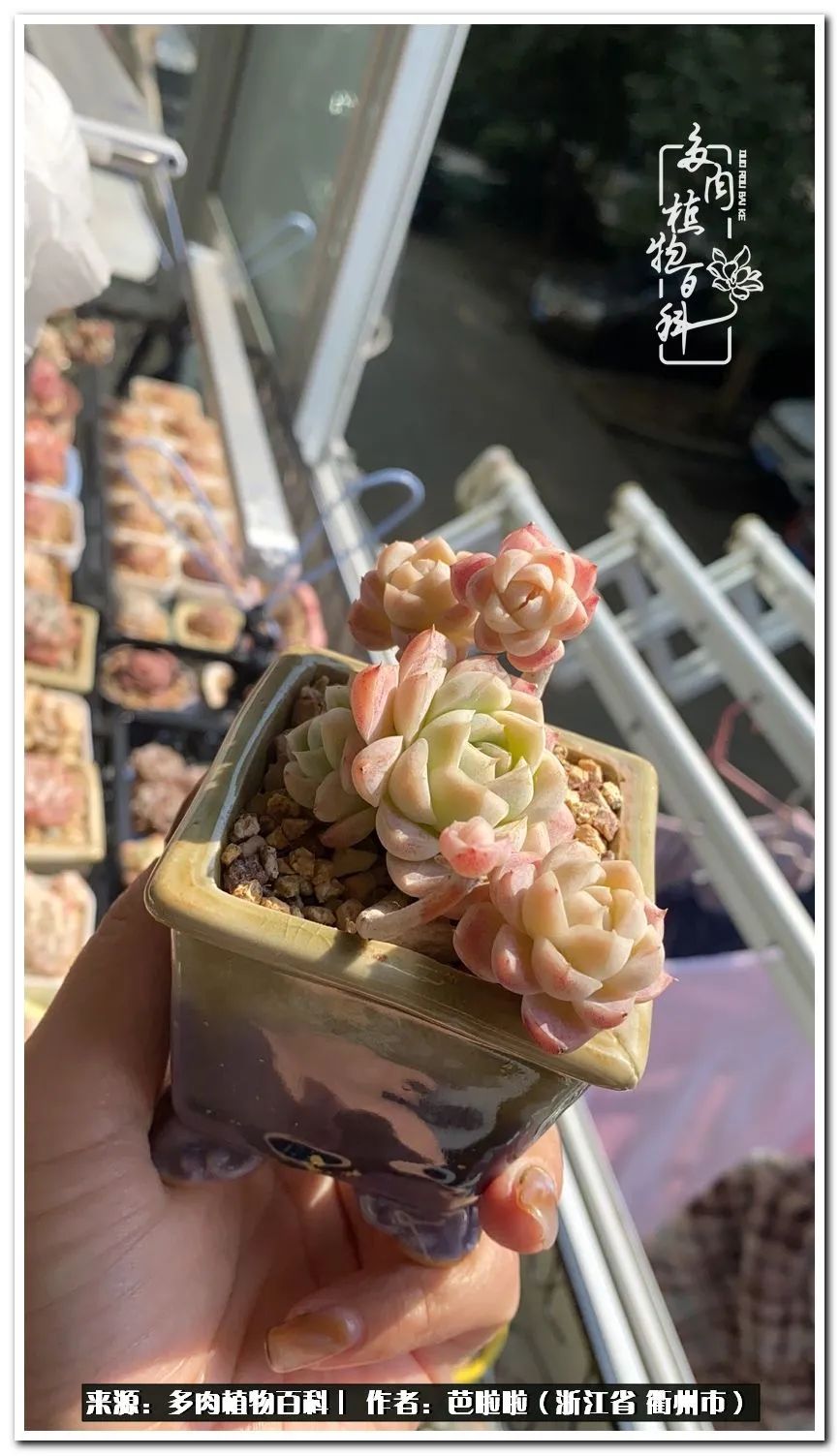 超级能治愈心情的多肉,治愈心灵的彩色植物