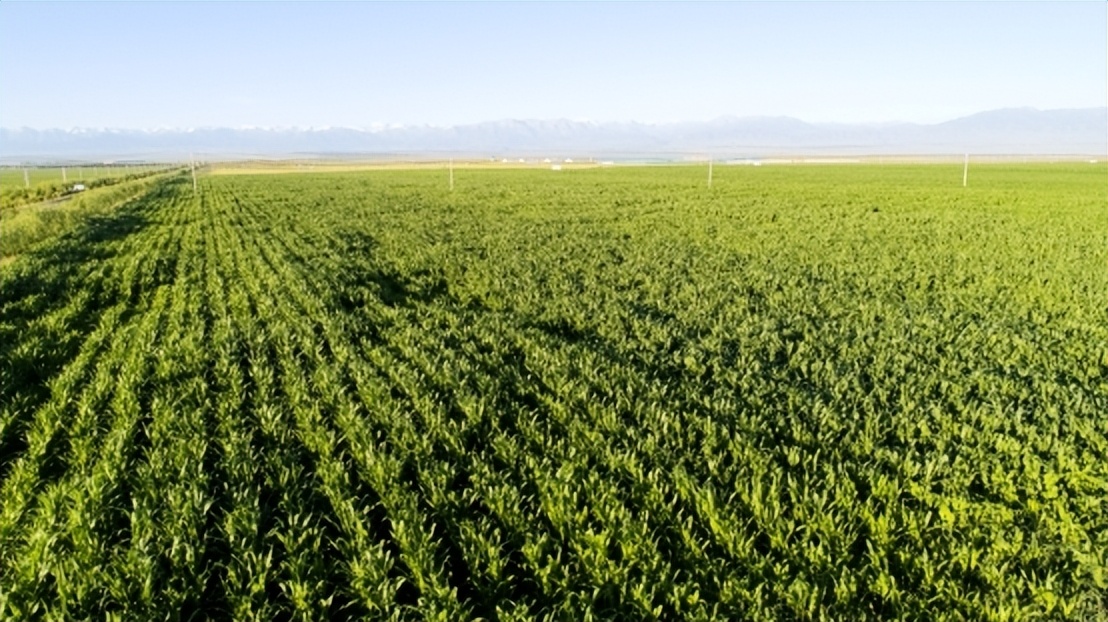 祁连山雪域牧场,祁连山壮丽山河
