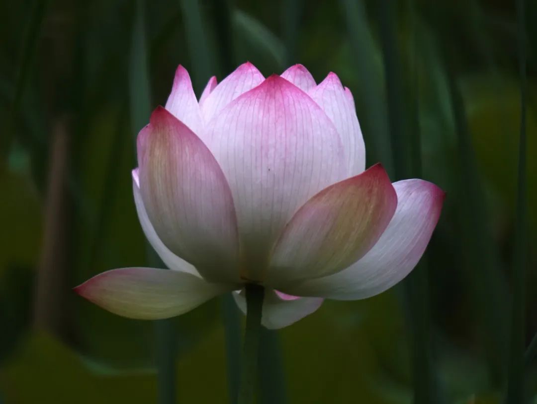 250mm折返镜头,500mm折返镜头焦距是多少