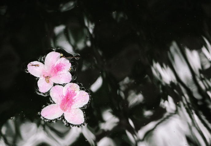 晚春十大绝美诗句,10首晚春诗词