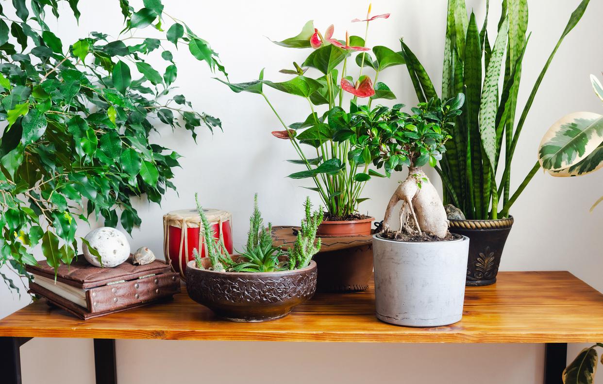 家里养哪五种花大气,家养哪四种花寓意好