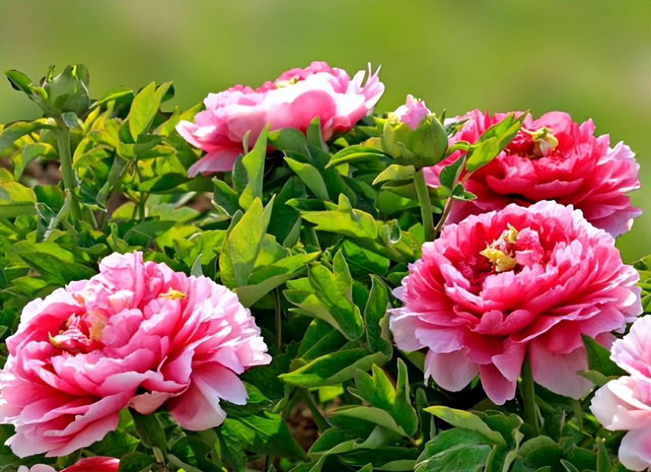 中国十大名花排行榜及图片,中国十大名花明细