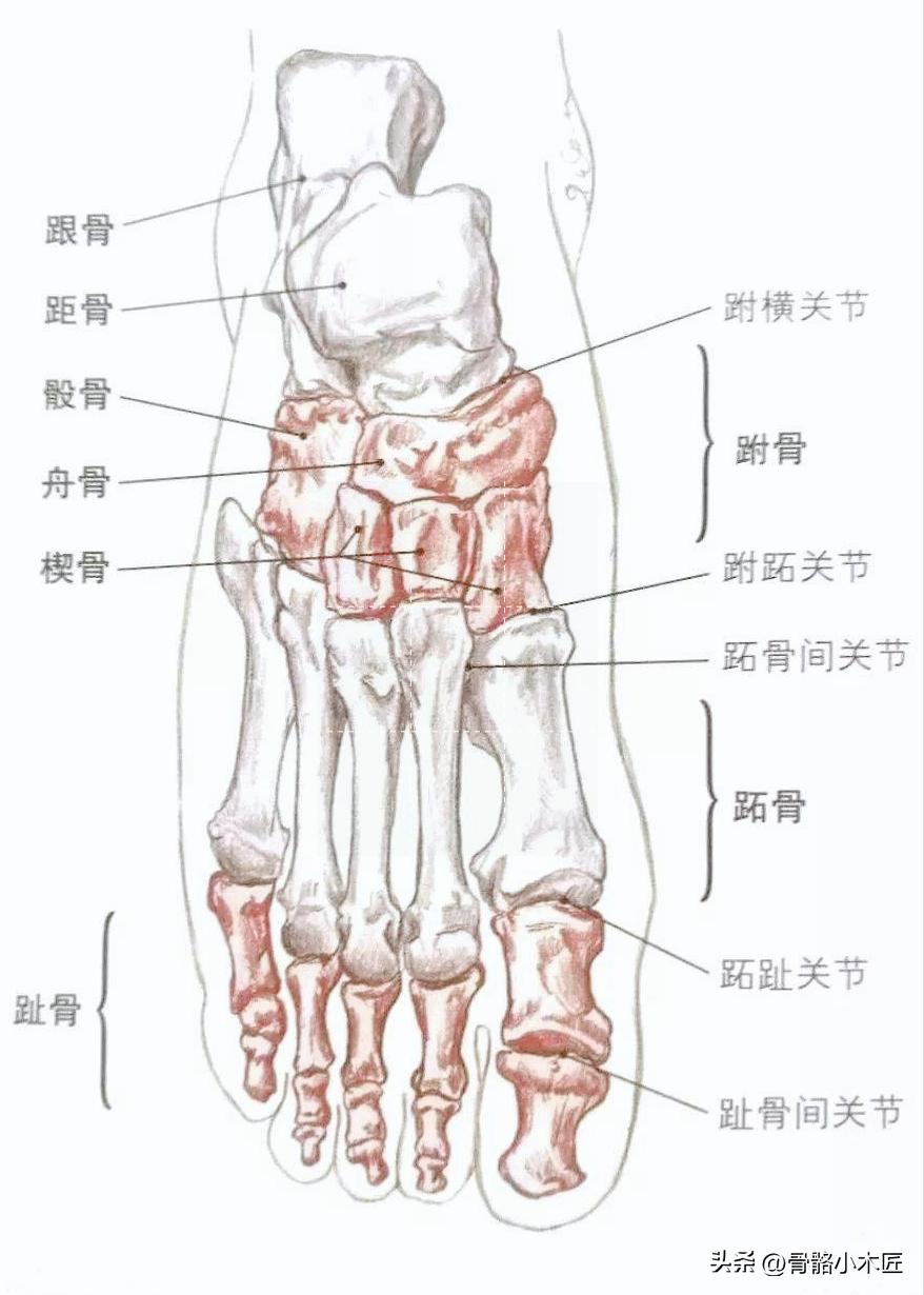 平足症疼痛的位置在哪,平足症