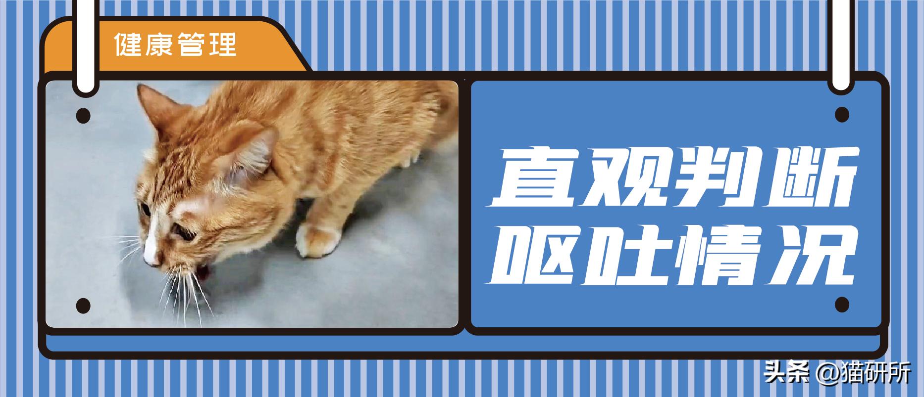 猫咪呕吐物判断表图解,怎么判断猫咪呕吐物是不是血