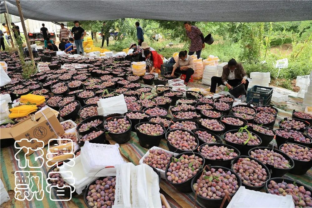 西梅怎么干得比较快呢,关于西梅的知识