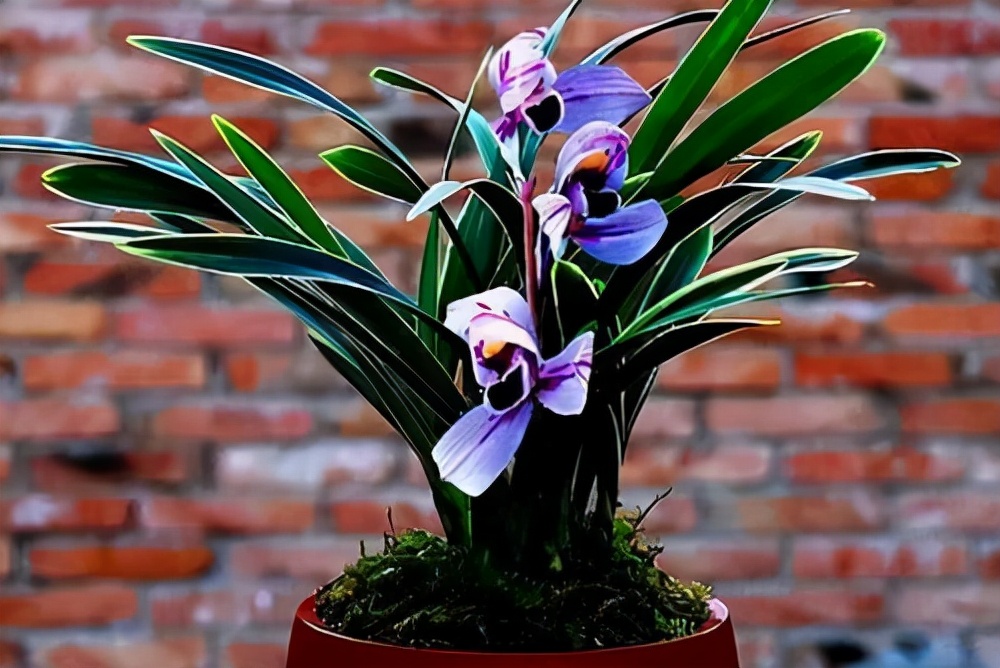 建兰花开富贵好养吗,建兰富贵红荷简介