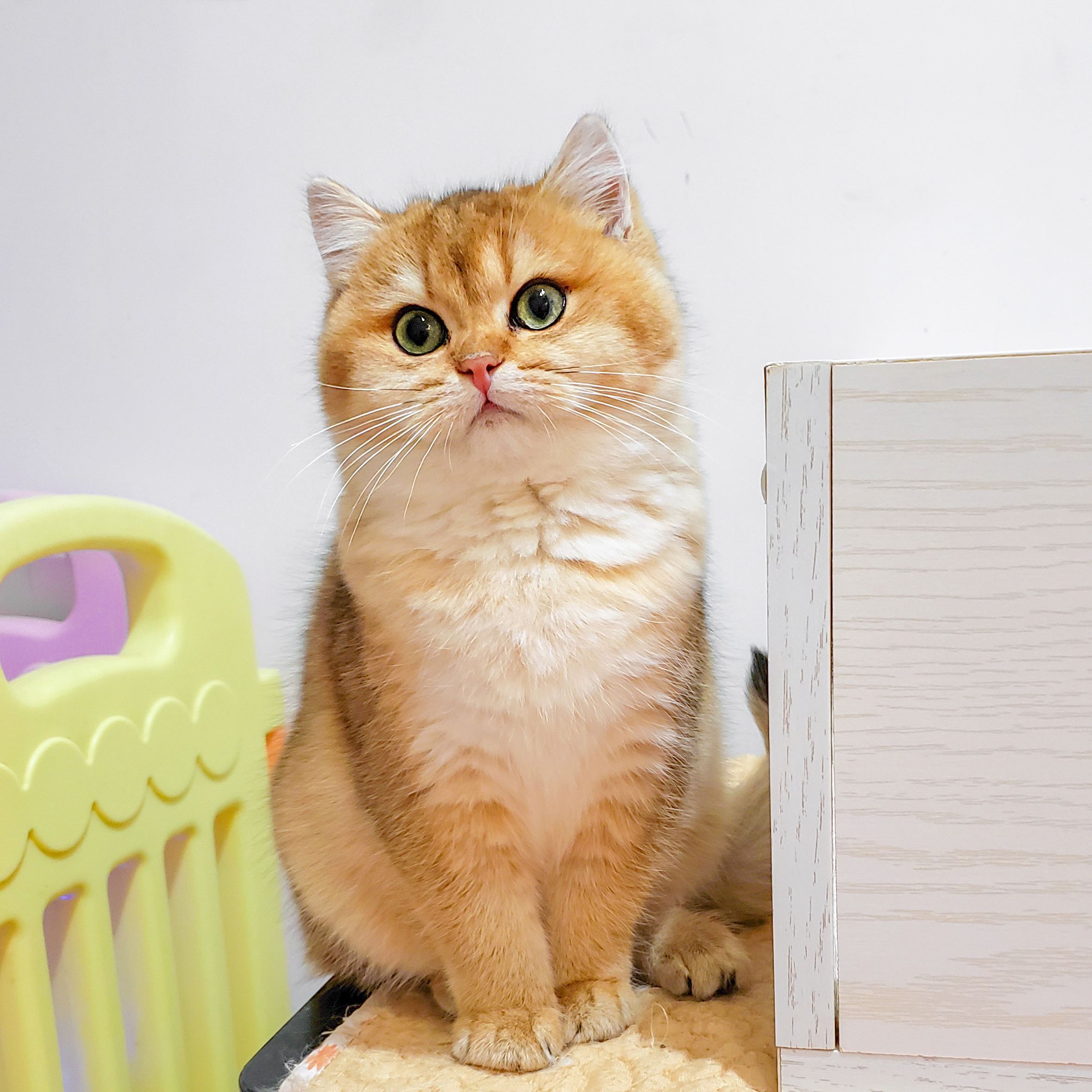 英短5大缺点,英短猫的优缺点是什么