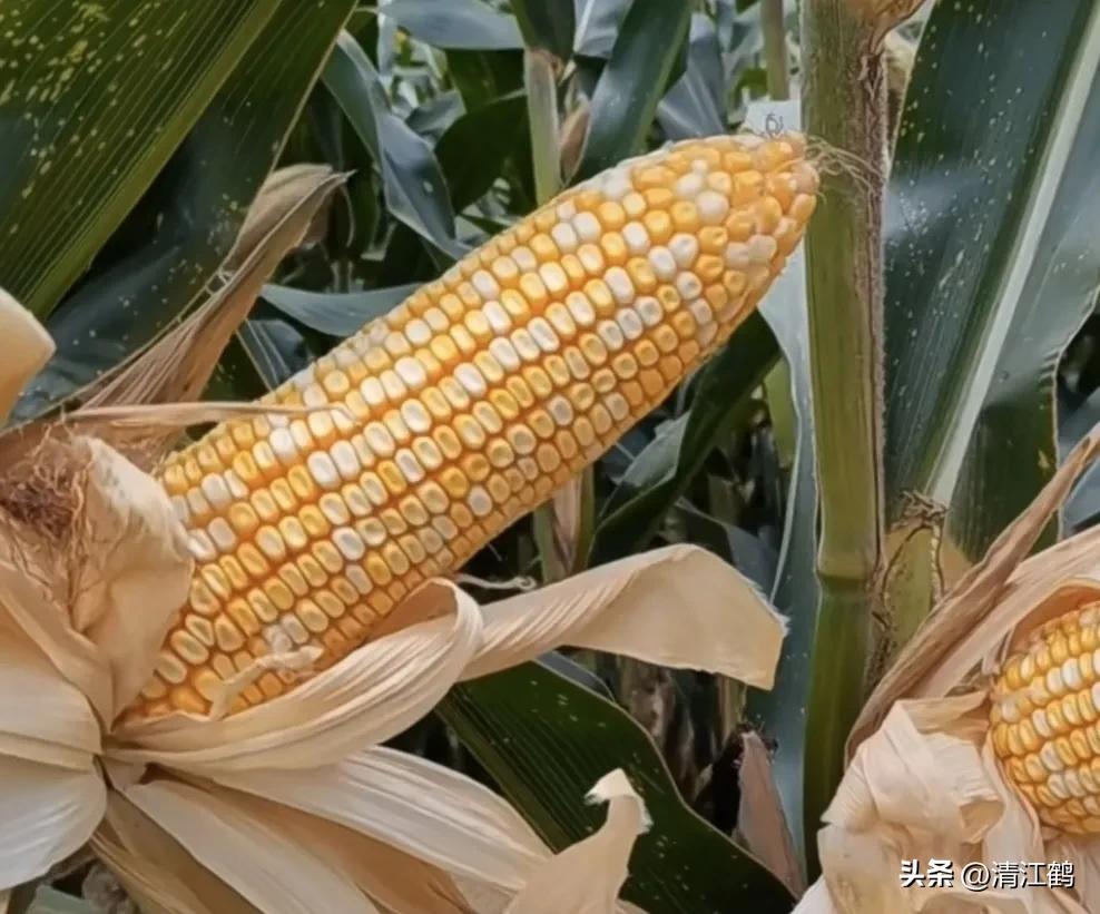 适合西北种植的玉米品种有哪些,适合南方种植的玉米品种排名