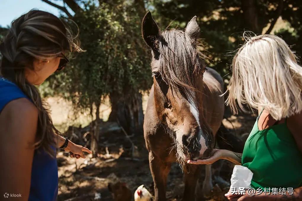 新西兰格伦诺基动物体验农场:一家以动物体验为主题的特色农场