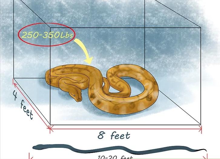 辟谣：台湾100米巨蟒缠绕货车，网友目击影片遭网络疯传