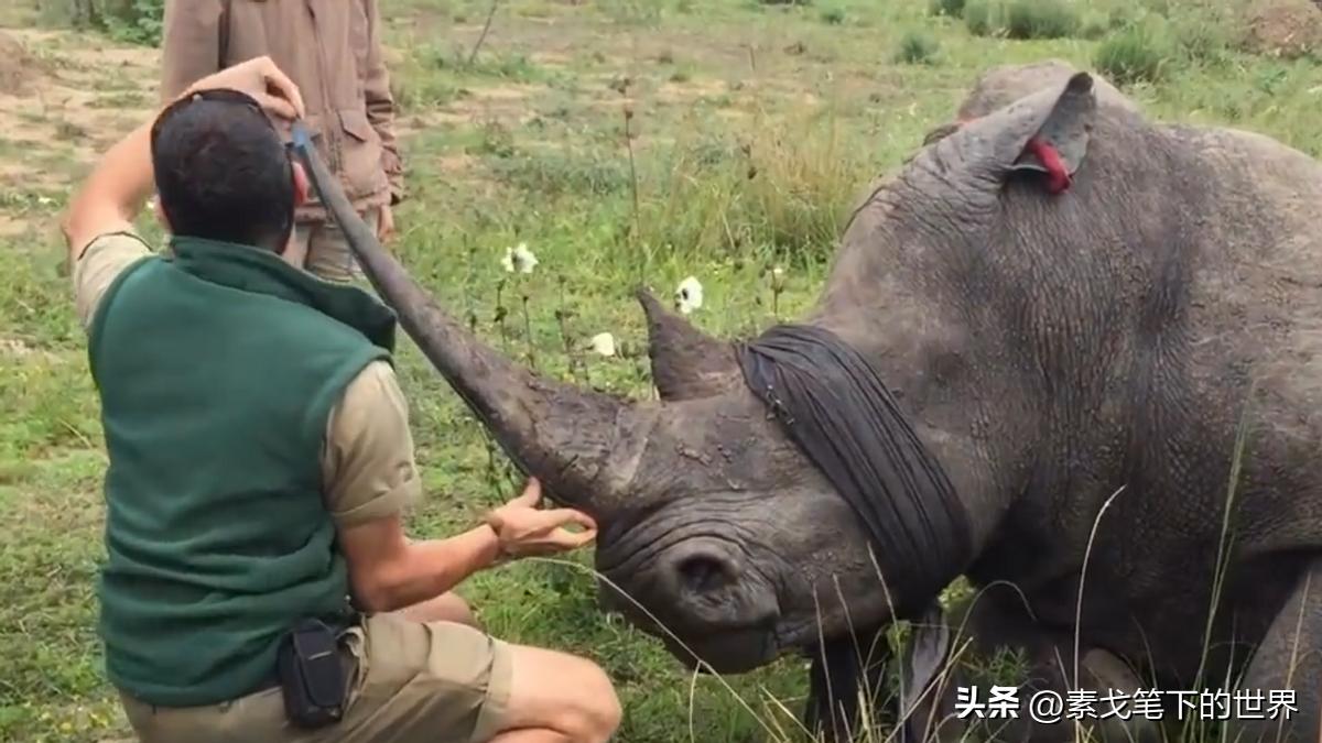 收入水平影响犀牛角消费偏好：野生与半野生犀牛角更受青睐
